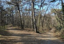 Trieste Officials Approve Road Realignment to Address Landslide Risk