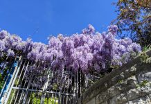 Wisteria Hysteria Takes Over Trieste