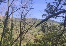 Quarantune Number Six