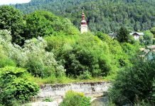 Wings Over the City: A Celebration of Urban Birdlife in Trieste