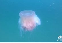 The Biggest Medusa of the Mediterranean Sea Spotted in Miramare Reserve