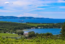 Muggia to Host Ninth National “Walk Among the Olive Trees” Event