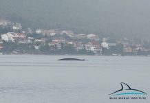 A 15 Meter Whale Spotted Near the Gulf of Trieste