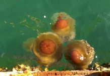Egg Shaped Jellyfish Spotted in the Gulf of Trieste