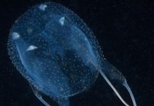 Box Jellyfish Spotted in the Gulf of Trieste