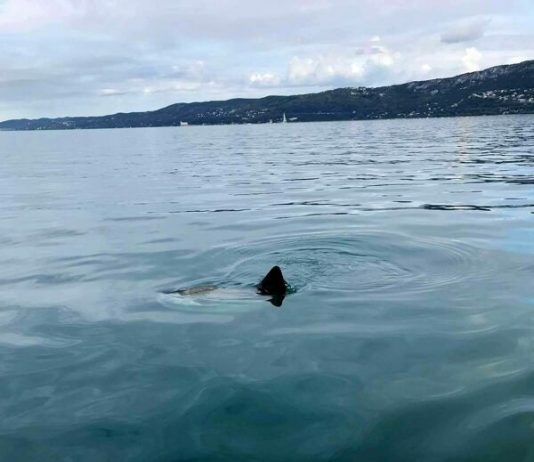 Rarely Seen Moonfish Spotted in the Gulf of Trieste