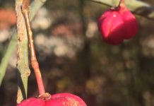 Discover the Priest’s Cap: Carso’s Most Beautiful but Very Poisonous Wild Fruit