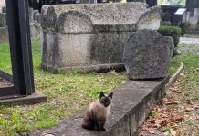 The Disappearing Cats Of Trieste And Why You Should Adopt One