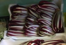 The Wondrous Life of Radicchio Rosso di Treviso: From Field to Your Plate
