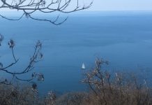 Wild Asparagus: a True Triestine Springtime Tradition