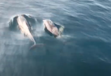 Dolphins Spotted Off Trieste Coast