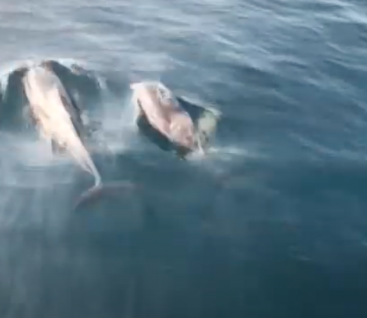 Playful Bottlenose Dolphins Make Surprise Visit to Miramare