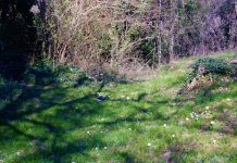 Exploring Trieste’s Urban Forest: A Guided Walk for New Residents