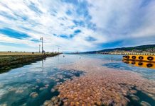 An Unusual Amount of Huge Jellyfish Spotted in Trieste