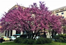 Triestine Spring Delight: Judas Trees in Piazza Oberdan