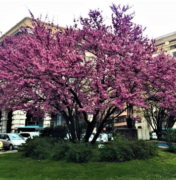 Triestine Spring Delight: Judas Trees in Piazza Oberdan