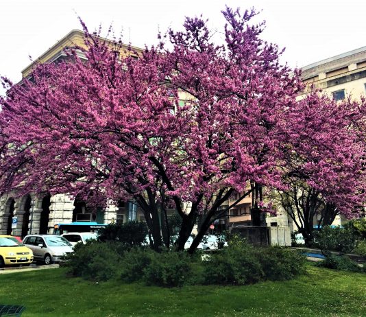 Triestine Spring Delight: Judas Trees in Piazza Oberdan
