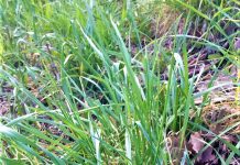 Local’s Guide On How to Pick and Cook Carso’s Wild Garlic