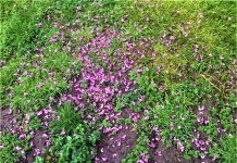 Trieste Launches Green Area Partnership Program to Enhance Urban Spaces