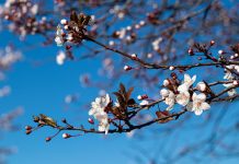 Don’t Fugetta Pasquetta