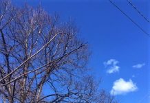 50 Cats Vanish From Italian Village