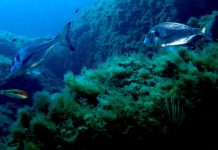 Seas of Celebration: MAREinFVG’s Triumphant Third Festival