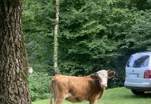 Queen of the Forest, a Hilarious Account From Friuli, Part 3