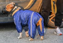 Italian Animal Rights Group Rescues 50 Dogs and Cats from Ukraine