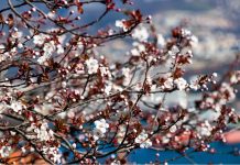 Horti Tergestini 2022 Edition