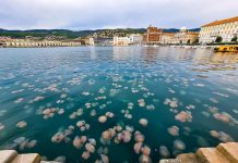 How to Experience Trieste Like a True Local