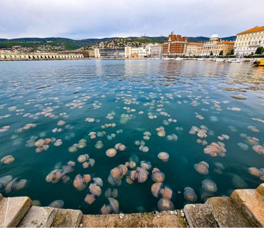 How to Experience Trieste Like a True Local