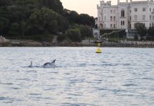 Dolphins Spotted off Trieste Coast