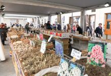 ‘Trieste In Fiore’ Takes Over Viale XX Settembre