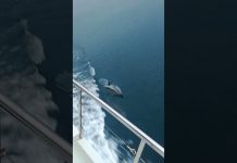 Dolphins Spotted By Delfino Verde Navigazione