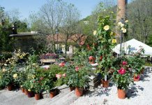 Trieste Launches Free Course on Urban Gardening and Viticulture