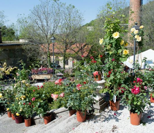 Trieste Program Explores Urban Greenery and Climate Resilience