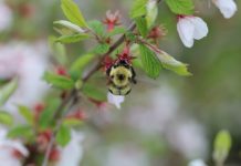 “Lonely Flowers: The Decline Of Pollinators, And How To Stop It” Conference At The Natural History Museum This Friday