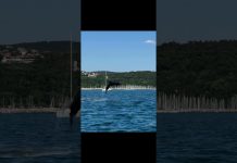 Dolphins Spotted In Sistiana Bay