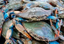 Trieste Tackles Invasion Of Blue Crabs By Eating Them