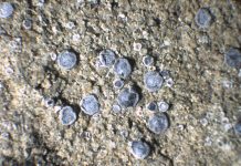 A New Species Of Lichen Discovered In Trieste