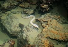 Young Olm Found Inside Trieste’s Aqueduct Released Into Carso Cave