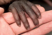 Baby Monkey Stolen From Zoo Found On The Street Near Venice