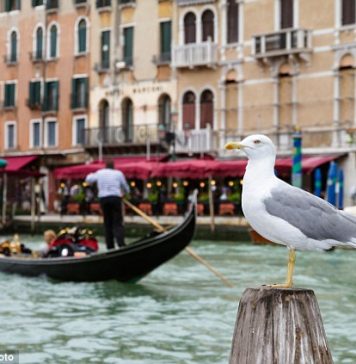 E.U. Recommends Cutting Venice Biennale Funding Over Russian Pavilion