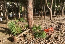 Trieste Municipality Extends Participation Deadline for Barcola Waterfront Revitalization Project