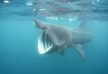 Rare Sighting: Eight-Meter Basking Shark Spotted in Gulf of Trieste