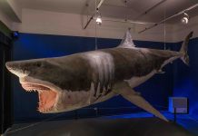 Trieste’s Natural History Museum Marks 180 Years With Day-Long Public Celebration