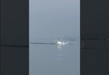 Tuna Dance Off Trieste Coast Captivates Spectators