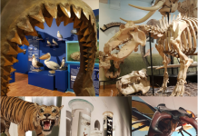 Nature’s Wonders: Special Guided Tour at Trieste Natural History Museum