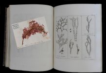 Trieste Museum Celebrates “The May of Books” with Algae-Focused Events