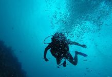 New Study Uncovers Lasting Impact of Ancient Mediterranean Crisis on Marine Biodiversity